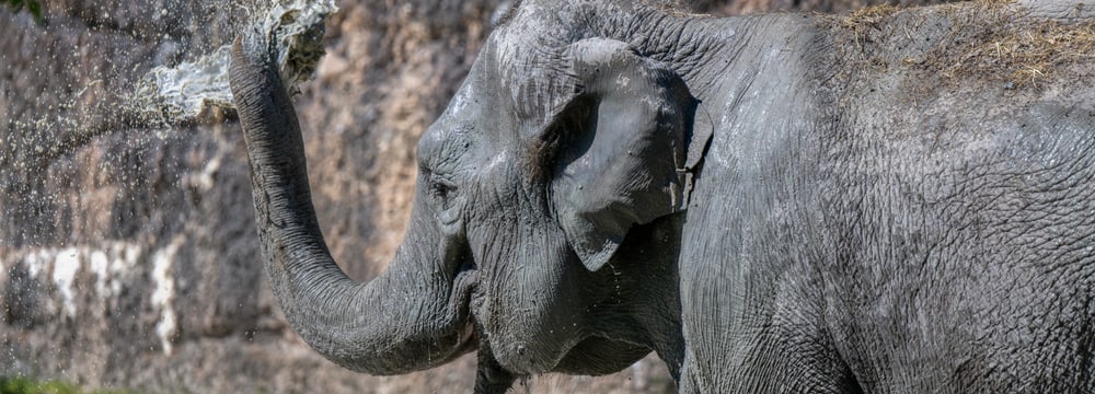 Asiatischer Elefant Panang im Kaeng Krachan Elefantenpark des Zoo Zürich.