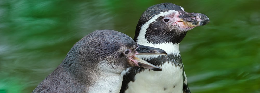 Humboldtpinguine im Zoo Zürich