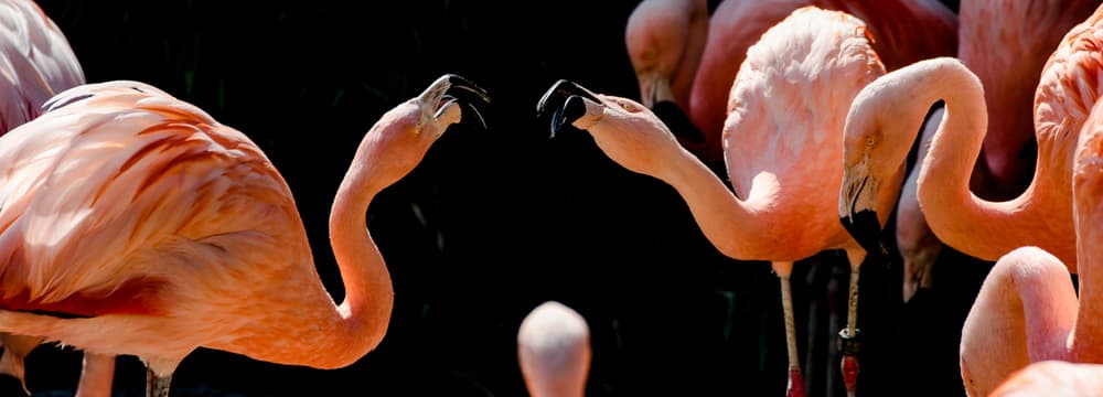 Zwei Chileflamingos beäugen sich im Zoo Zürich