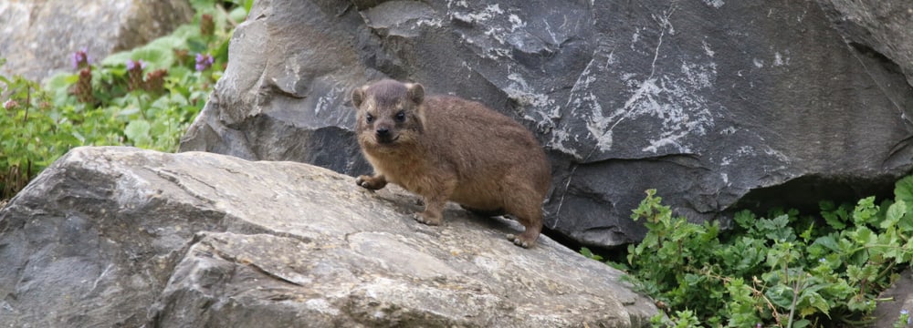 Kap-Klippschliefer im Zoo Zürich.