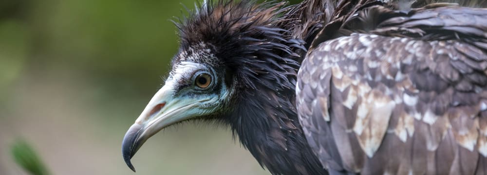 Junger Schmutzgeier im Zoo Zürich.