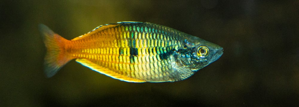 Harlekin-Regenbogenfisch im Zoo Zürich