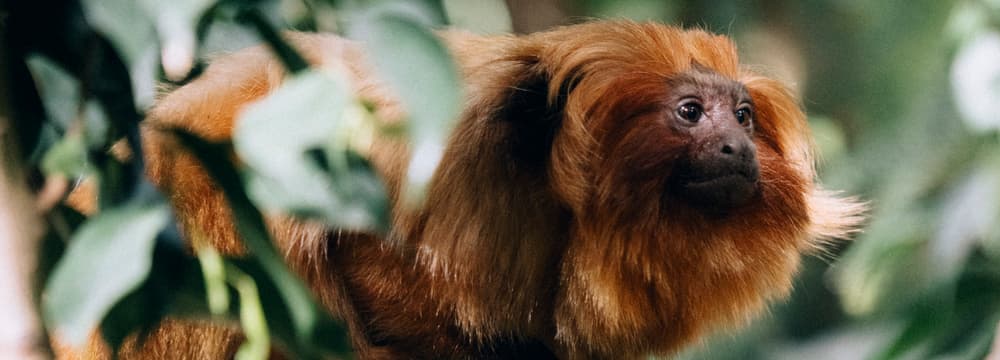 Tamarin-lion doré au zoo de Zurich.