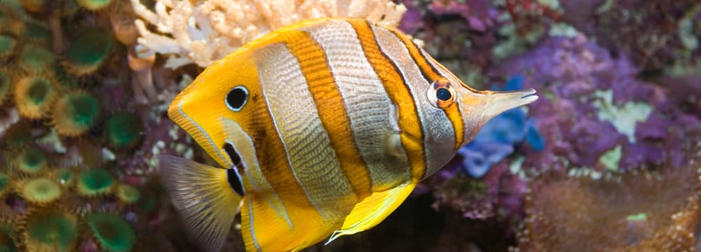 Kupferbinden-Pinzettfisch im Zoo Zürich.