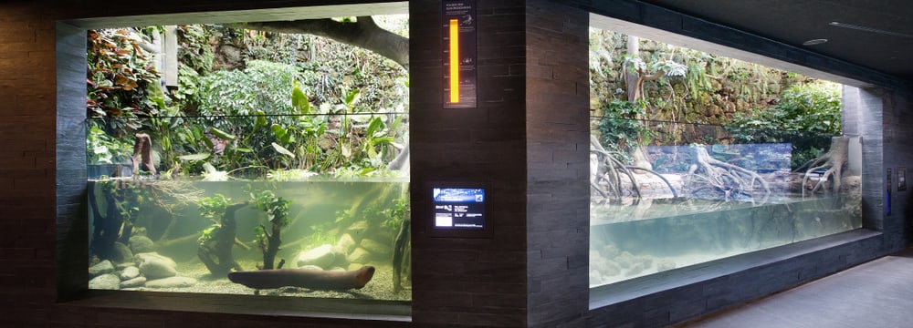 Zitteraal- und Gezeitenbecken im Aquarium im Zoo Zürich.