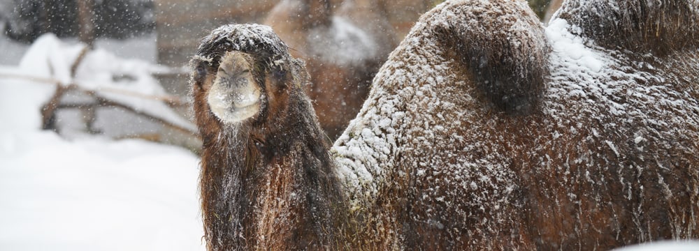 Trampeltier im Schnee im Zoo Zürich am 15.1.2021.
