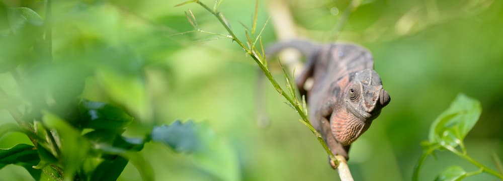 Pantherchamäleon im Masoala Regenwald im Zoo Zürich