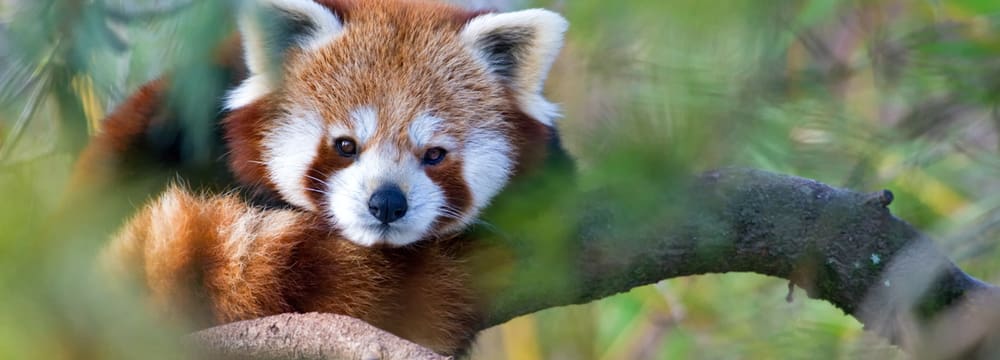 Kleiner Panda im Zoo Zürich