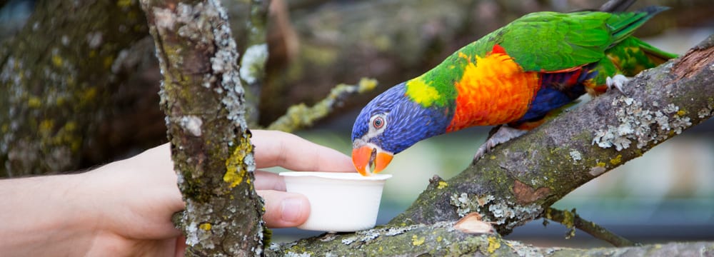 Lorifütterung im Zoo Zürich.