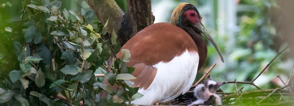 Mähnenibis im Masoala Regenwald im Zoo Zürich