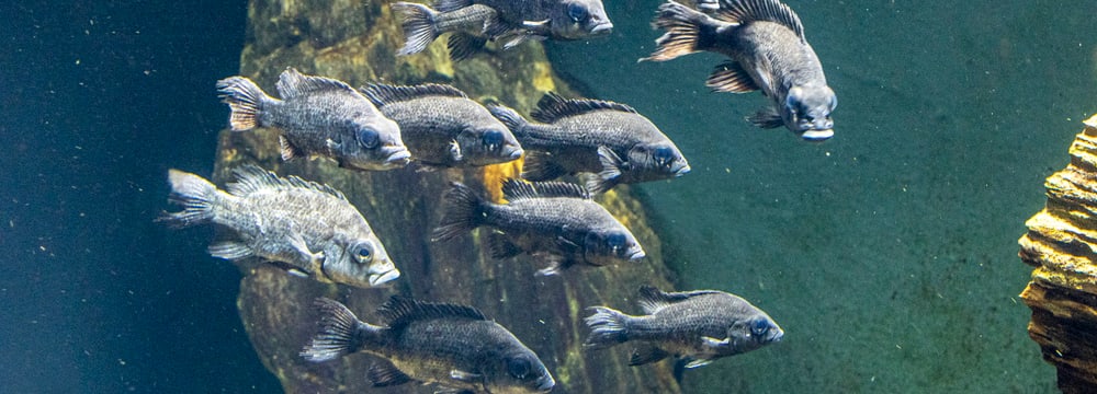 Mangarahara-Buntbarsche im Zoo Zürich.