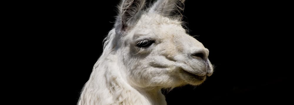 Lama im Zoo Zürich.