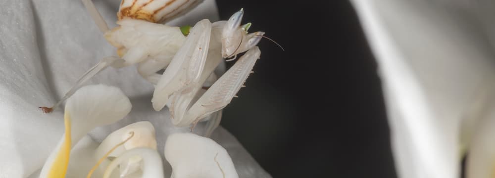 Orchideenmantis.