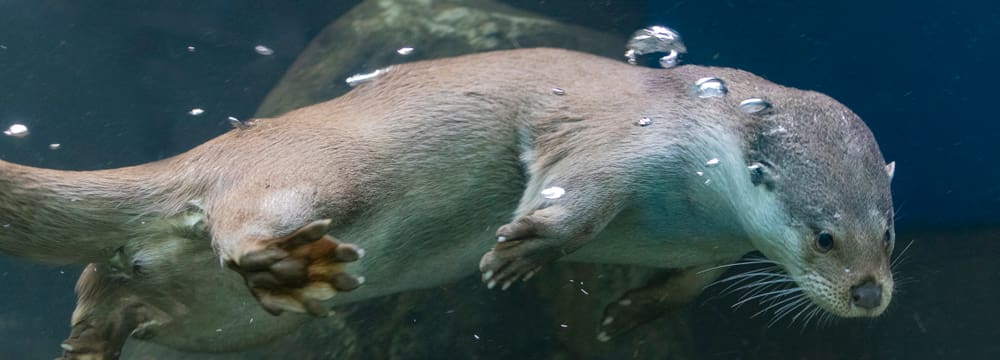 Europäischer Fischotter Tom im Zoo Zürich.