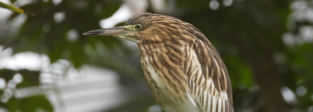 Dickschnabelreiher im Masoala Regenwald des Zoo Zürich.