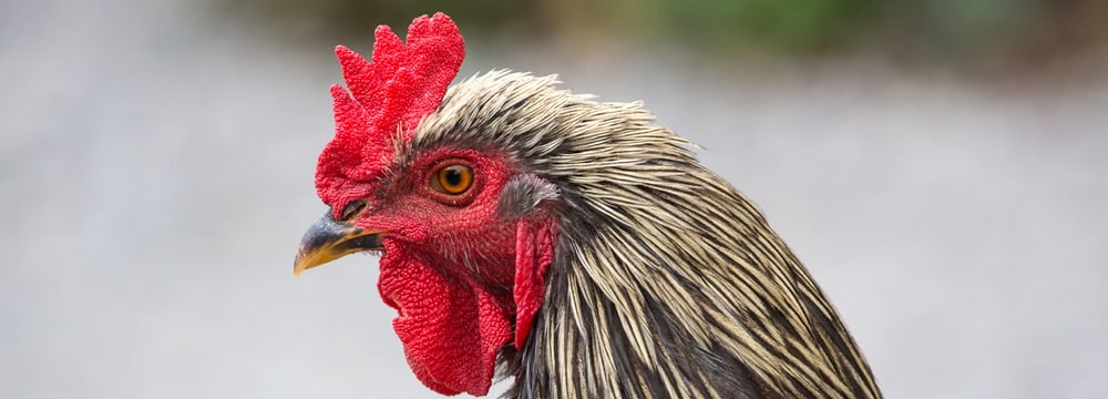Brahmahuhn im Zoolino im Zoo Zürich
