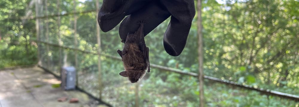 Fledermaus in der Voliere fürs Flugtraining.