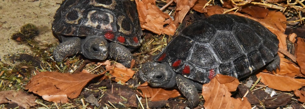 Junge Galapagos-Riesenschildkröten im Zoo Zürich.