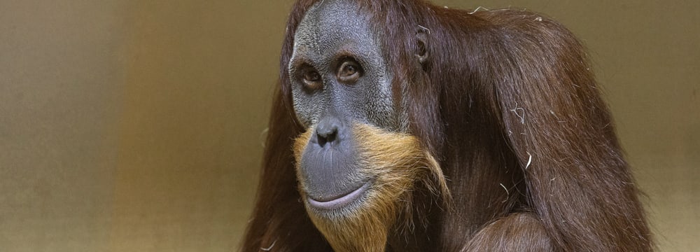Orang-Utan-Männchen Awang im Zoo Zürich.