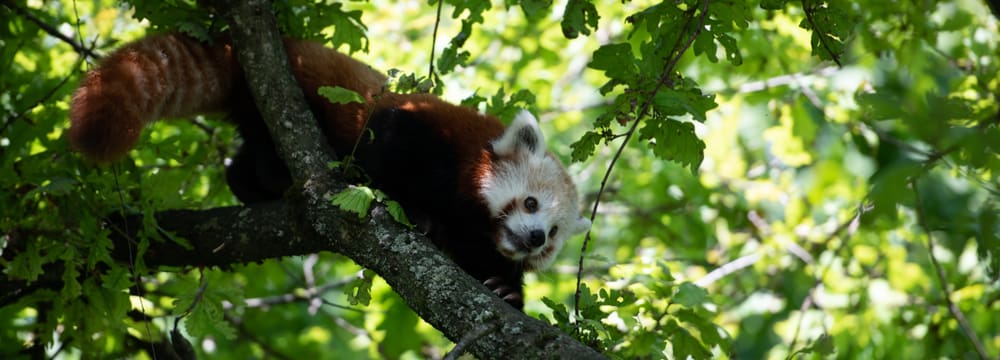 Kleiner Panda Siddhi zum ersten Mal in der Anlage.