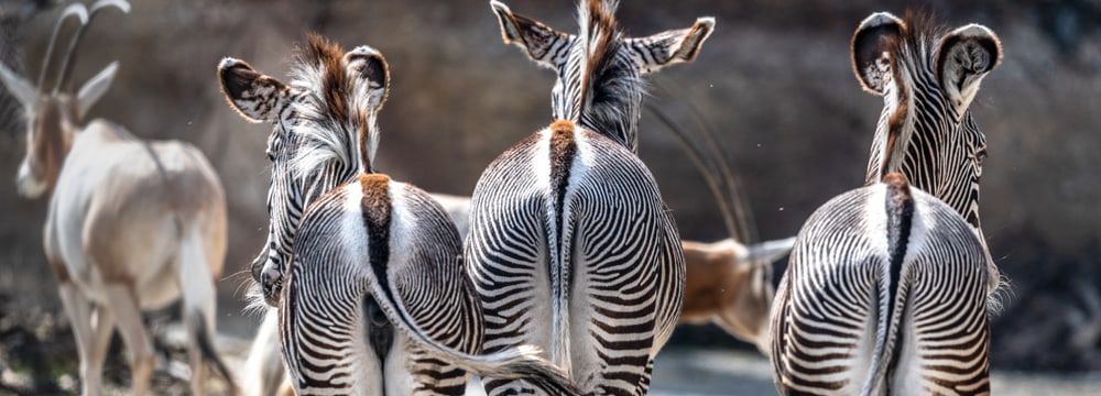 Grevyzebras in der Lewa Savanne im Zoo Zürich.