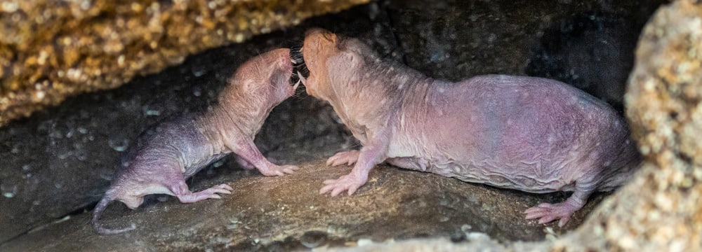 Nacktmulle in der Lewa Savanne des Zoo Zürich.