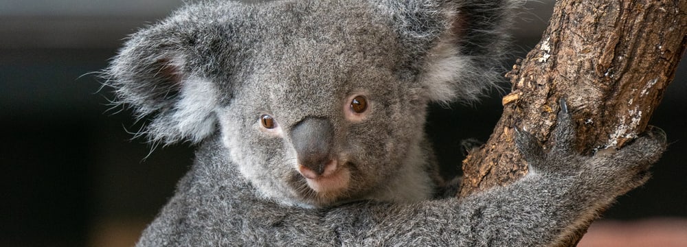 Koalaweibchen Pippa im Zoo Zürich.