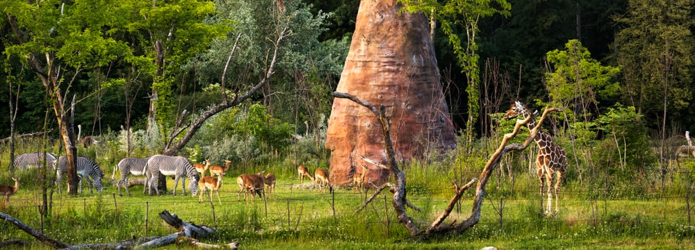 Lebensgemeinschaft in der Lewa Savanne im Zoo Zürich.