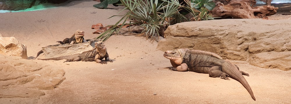 Exuma-Wirtelschwanzleguan