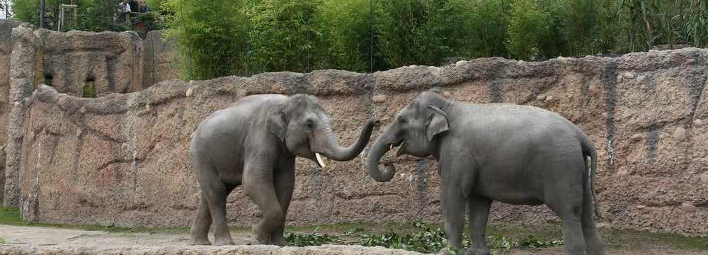 Asiatische Elefanten Farha und Thai im Kaeng Krachan Elefantenpark