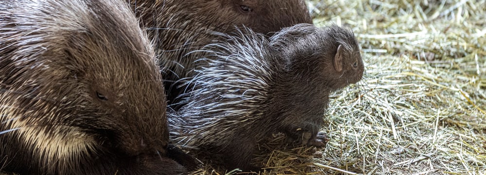 Stachelschweine mit Jungtier im Zoo Zürich. 