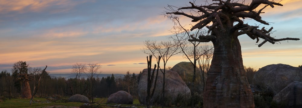 Abendstimmung in der Lewa Savanne des Zoo Zürich.