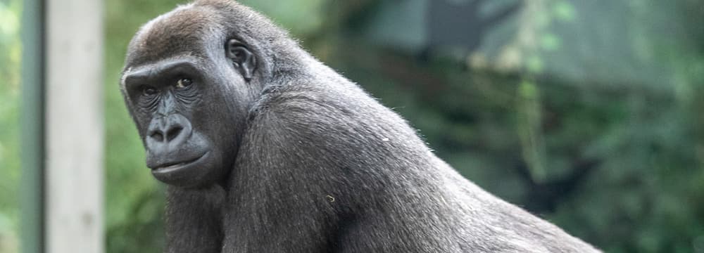 Westliches Flachlandgorilla-Weibchen Mawimbi im Zoo Zürich.
