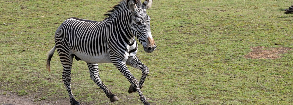 Grevyzebrahengst Rashidi auf der Lewa Savanne im Zoo Zürich.