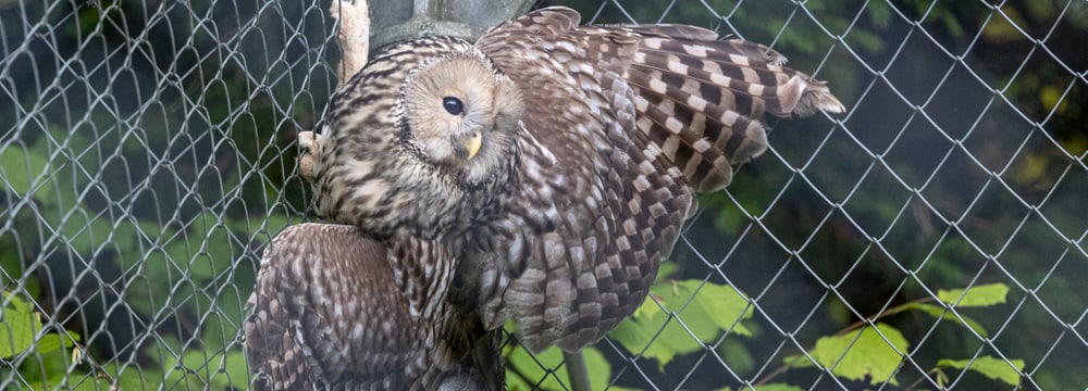 Habichtskauz im Zoo Zürich.