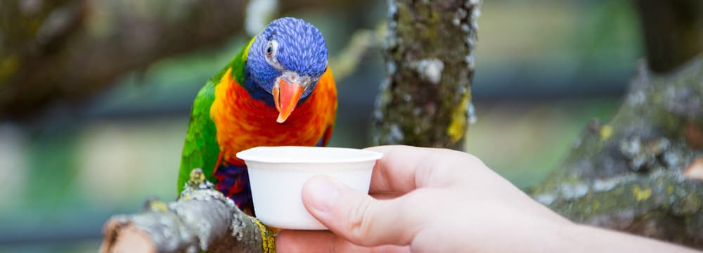 Lorifütterung im Zoo Zürich.
