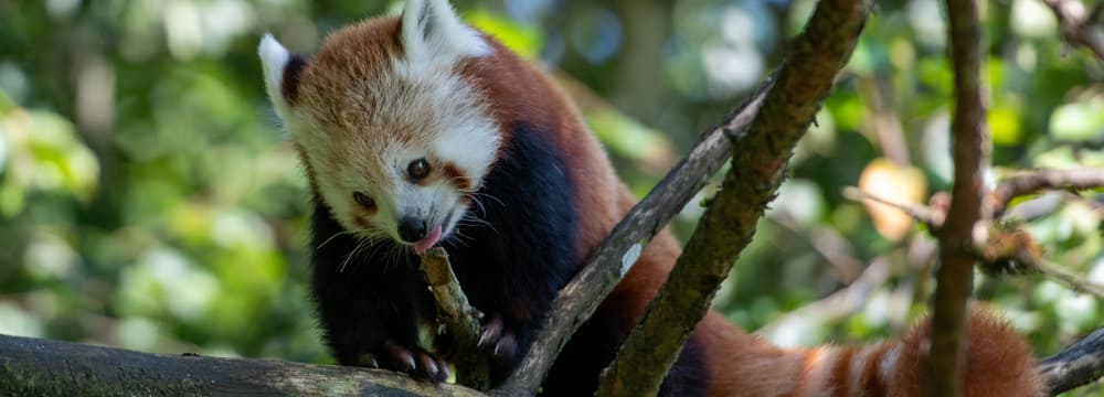 Kleiner Panda Siddhi zum ersten Mal in der Anlage.