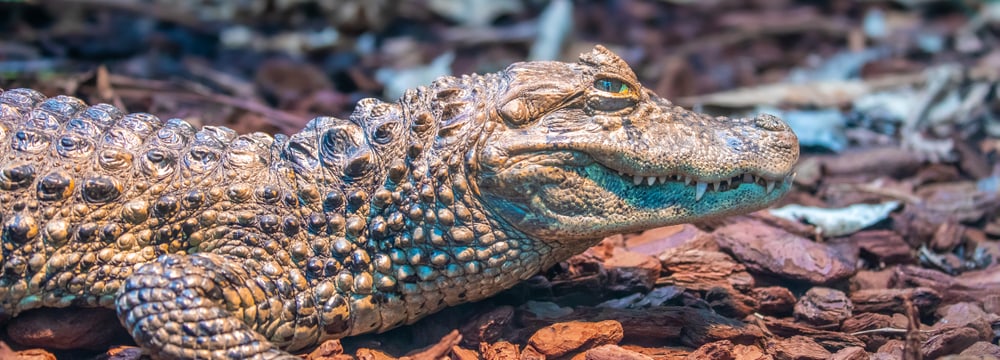 Breitschnauzenkaiman im Exotarium des Zoo Zürich.