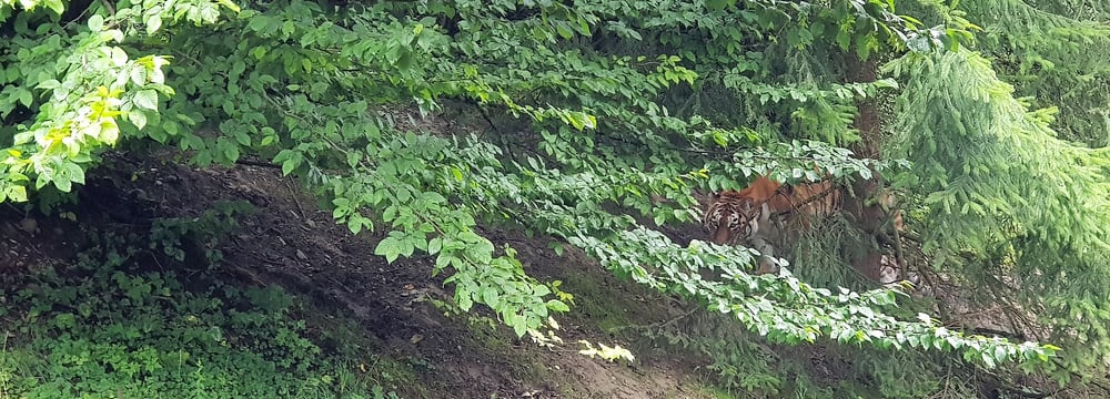 Amurtigerin Irina im Zoo Zürich.