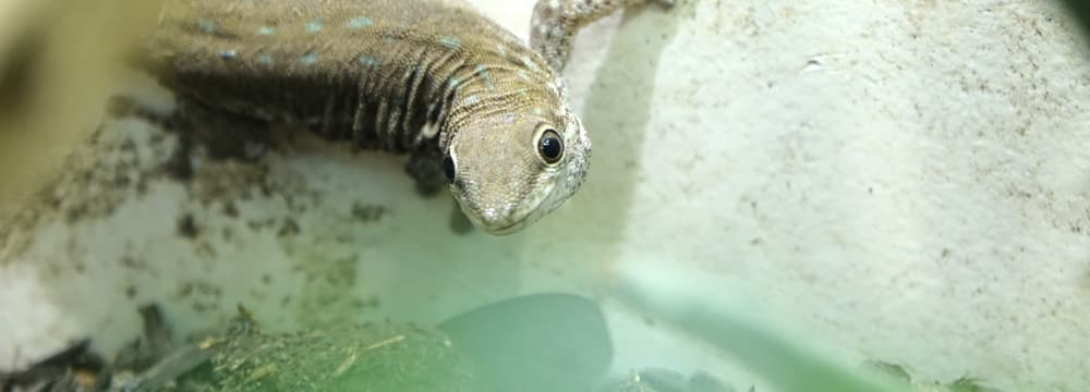 Kurzkopf-Taggecko im Zoo Zürich