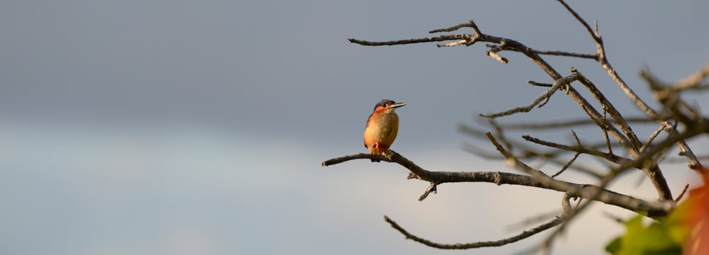 Eisvogel im Masoala Nationalpark in Madagaskar.