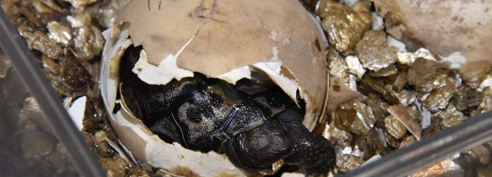 Junge Galapagos-Riesenschildkröte beim Schlüpfen im Zoo Zürich.