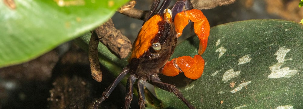 Vampirkrabbe auf Blatt