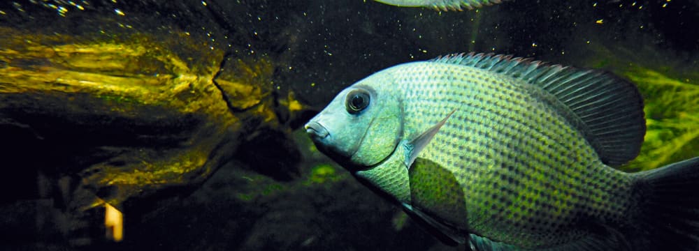 Menarambo-Buntbarsch im Zoo Zürich.