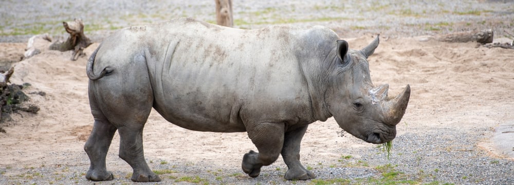 Breitmaulnashornbulle Kimba auf dem Winterplatz der Lewa Savanne.