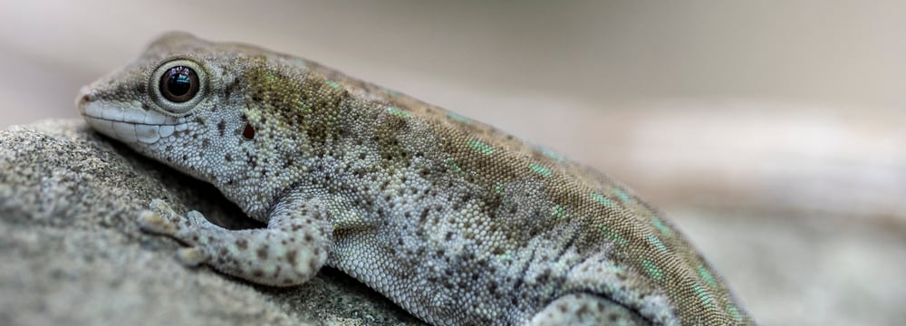 Kurzkopf-Taggecko im Zoo Zürich.