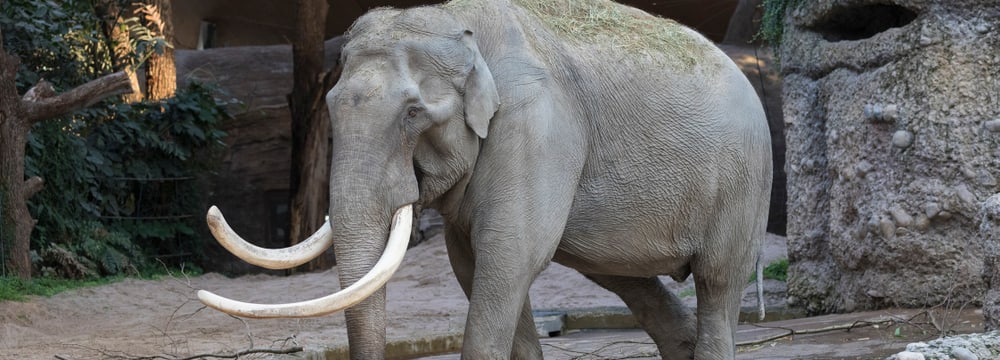 Asiatischer Elefant Maxi im Kaeng Krachan Elefantenpark des Zoo Zürich.