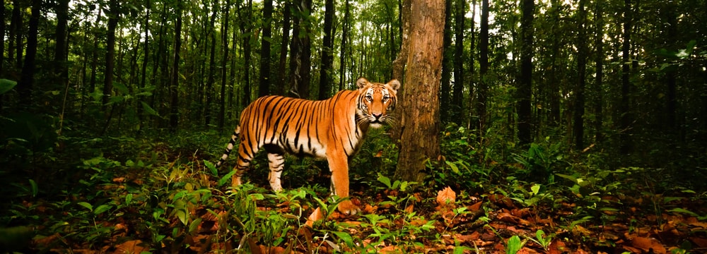 Eine Aufnahme einer Kamerafalle von einem Tiger im Schutzgebiet Wester Forest Complex (WEFCOM) in Thailand.