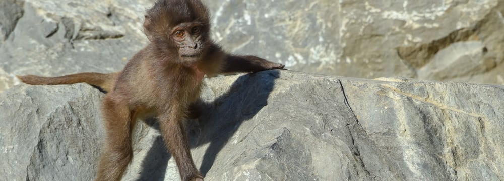Junger Dschelada im Zoo Zürich.