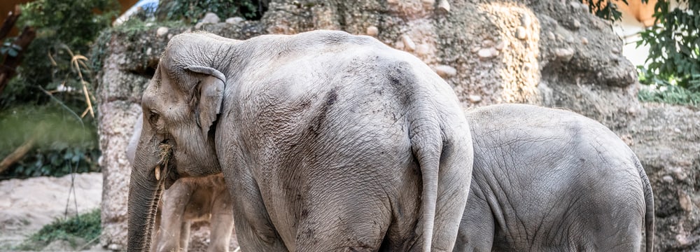 Asiatischer Elefant Farha im Kaeng Krachan Elefantenpark des Zoo Zürich.